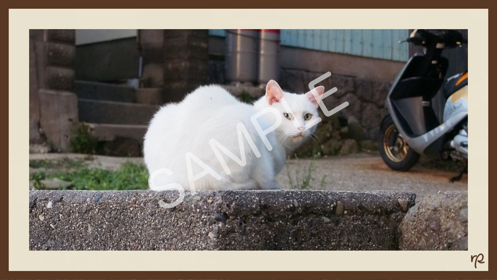『朝焼けの白猫』